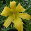 Hemerocallis Ben Bachman